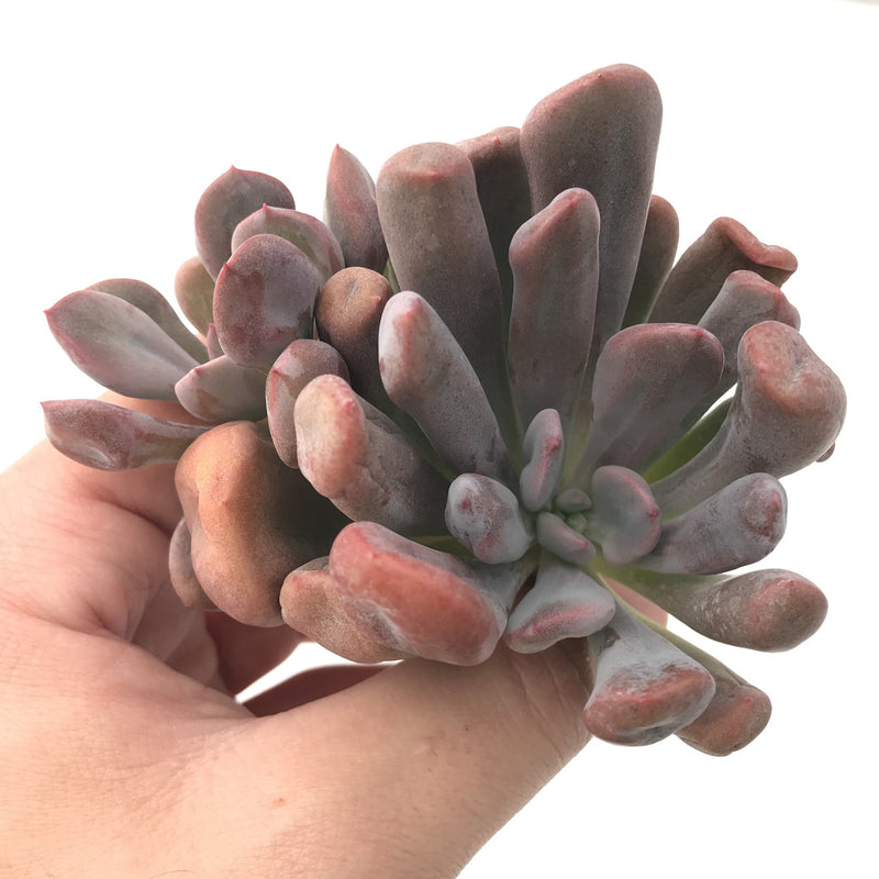 Echeveria 'Cupid' Cluster 4" Succulent Plant