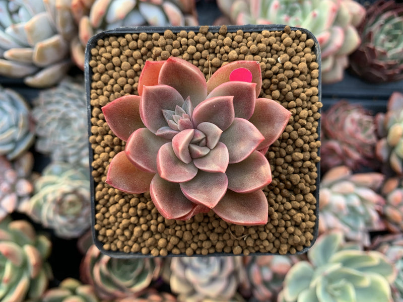 Echeveria 'Moralbi' 1" Succulent Plant