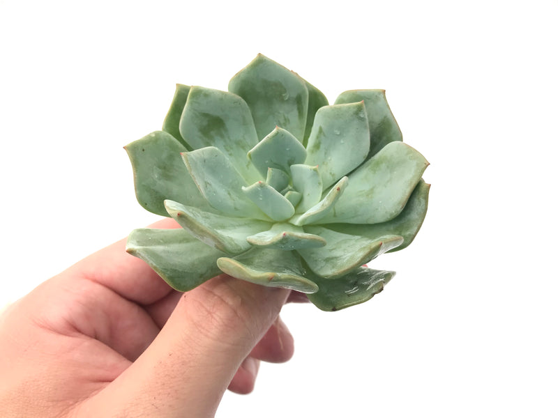 Echeveria 'Milkis' New Hybrid 3" Powdery Succulent Plant