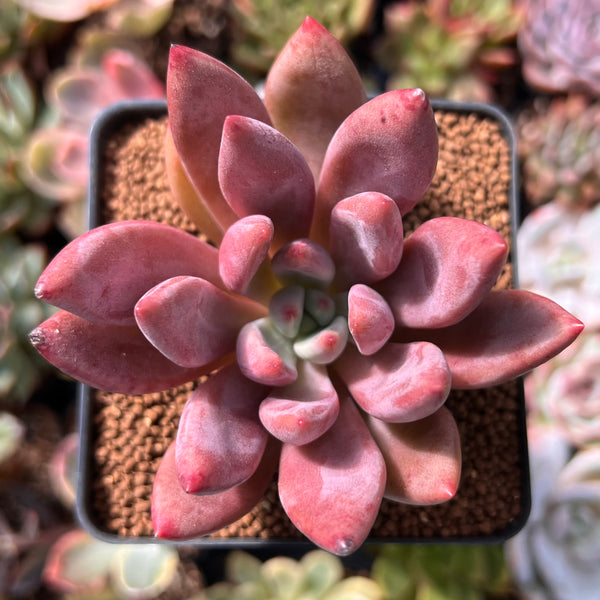 Graptoveria 'Ruby Donna' 2" Succulent Plant