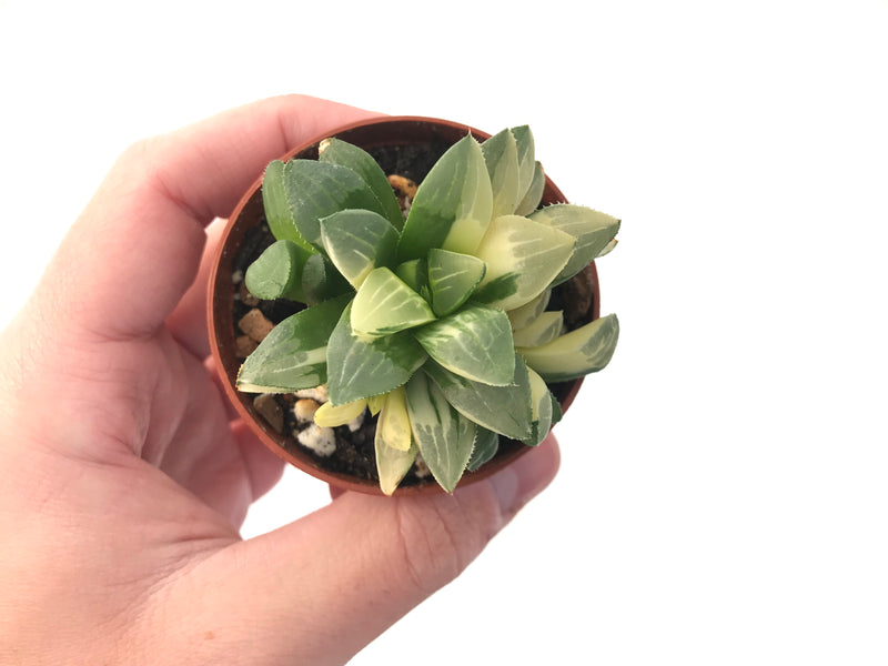 Haworthia 'Heidelbergensis' Variegated Cluster 3" Succulent Plant