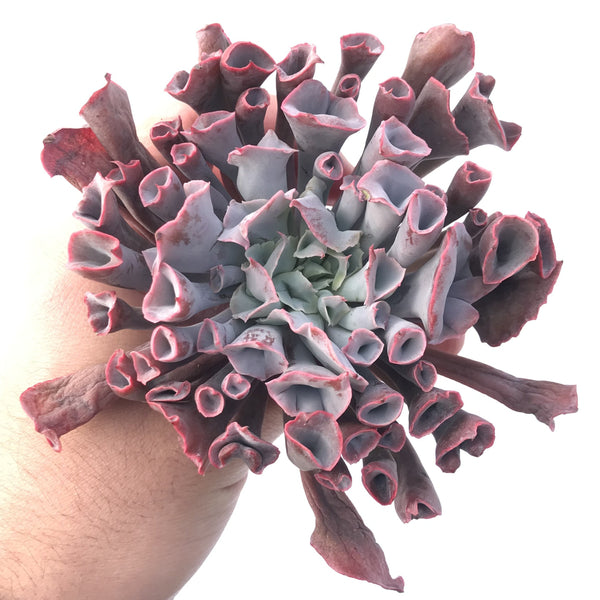 Echeveria 'Trumpet Pinky’ 5” Large Specimen Succulent Plant