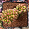 Sedum 'Lucidum Obesum' Crested 3" Succulent Plant