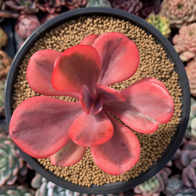 Echeveria 'Angel Wings' Variegated 4" Succulent Plant