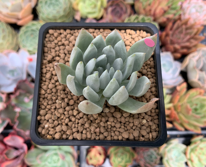 Dudleya 'Sony Queen' 1"-2" New Hybrid Succulent Plant