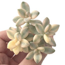 Graptoveria 'TItubans' Cluster Variegated 3" Succulent Plant