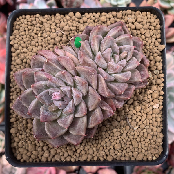 Echeveria 'Moiré' 3-4" Cluster Powdery Succulent Plant