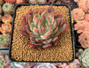 Echeveria Agavoides 'Forte' 2" Succulent Plant