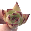 Echeveria Agavoides 'Casio' 1" Small Rare Succulent Plant