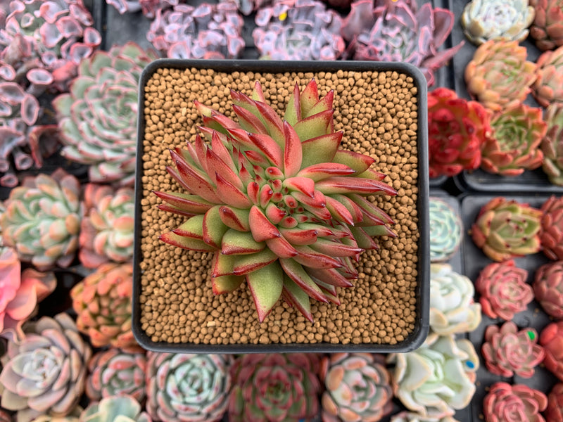 Echeveria Agavoides 'Ebony' Crested Cluster 3"-4" Succulent Plant