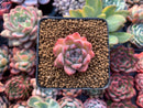 Echeveria 'Hanekansu' New Hybrid 1" Succulent Plant