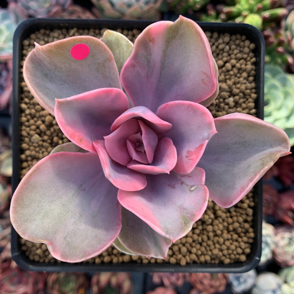 Echeveria 'Rainbow' Variegated 3" Succulent Plant