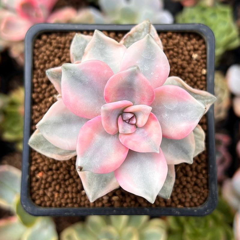 Graptopetalum 'Purple Delight' Variegated 2" Succulent Plant