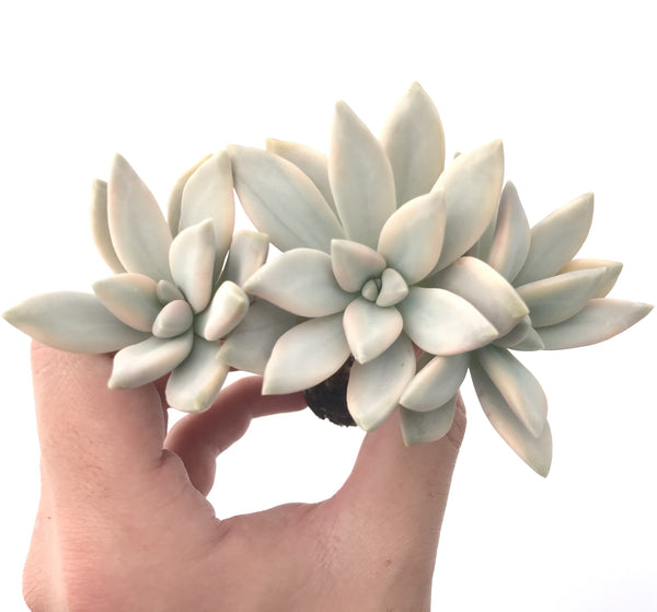 Graptopetalum Paraguayensis 'Awayuki' Variegated Large 4" Cluster Rare Succulent Plant