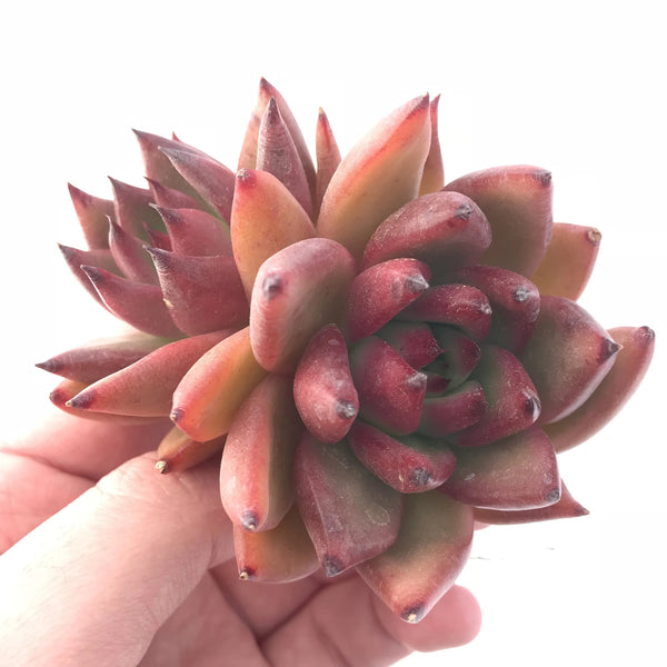 Echeveria Agvoides Mundy 4” Rare Succulent Plant