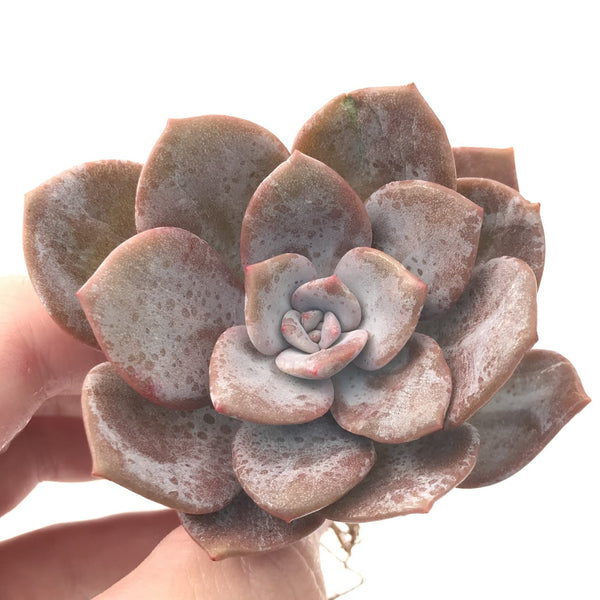 Echeveria 'Missing You' 3" Succulent Plant