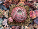 Echeveria 'Charles Rose' 1"-2" Succulent Plant