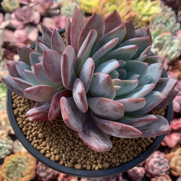 Echeveria 'Ivory' 5" Cluster Succulent Plant