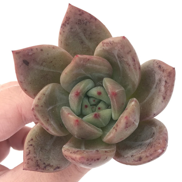 Echeveria Agavoides 'Baekya' 2"-3" Succulent Plant