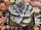 Echeveria 'Perle Von Nurnberg' Light Variegated 3" Succulent Plant