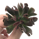 Echeveria 'Black Hawk' 3" Succulent Plant