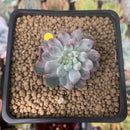 Sedeveria 'Blue Elf' Variegated 1" Succulent Plant