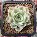 Echeveria 'Compton Carousel' Variegated 2" Small Succulent Plant