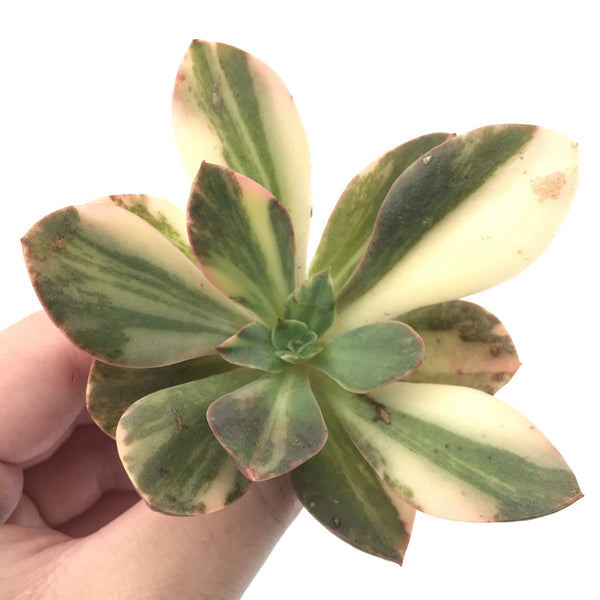 Echeveria 'Hanaikada' Variegated 3"-4" Succulent Plant