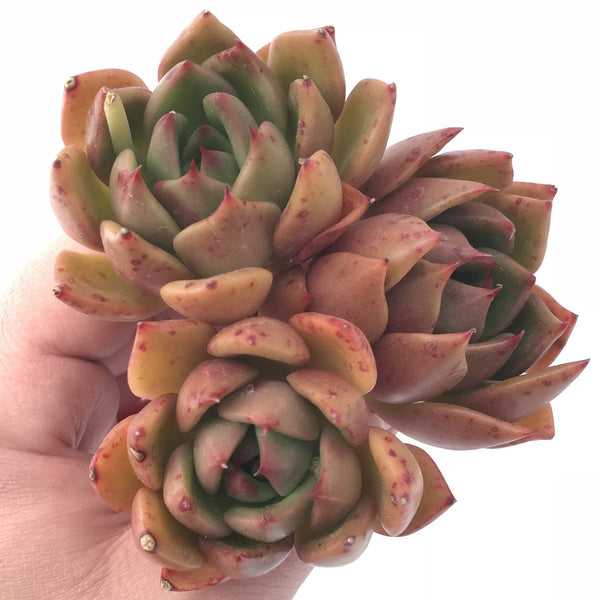 Echeveria Agavoides Maria Hybrid Cluster 4” Rare Succulent Plant