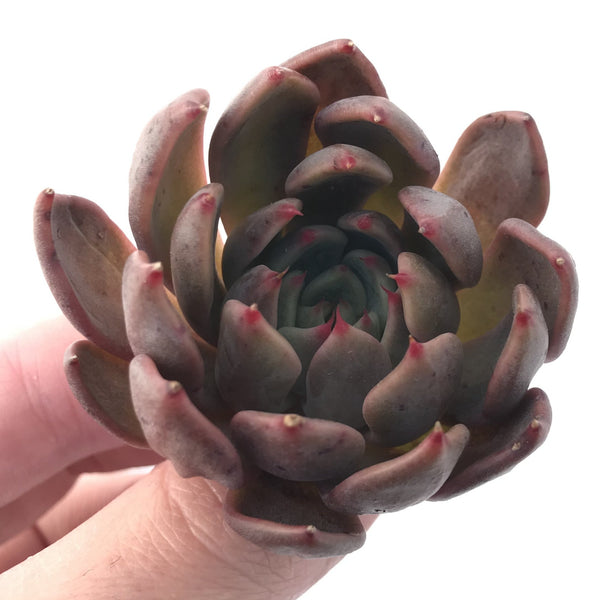 Echeveria Agavoides 'Magic Plot' 2" Succulent Plant