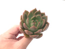 Echeveria Agavoides 'Chimera' 3" Succulent Plant