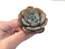 Echeveria 'Icy Purple' 3" Succulent Plant