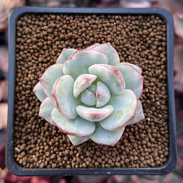 Sedeveria 'Pudgy' Variegated 1" Succulent Plant