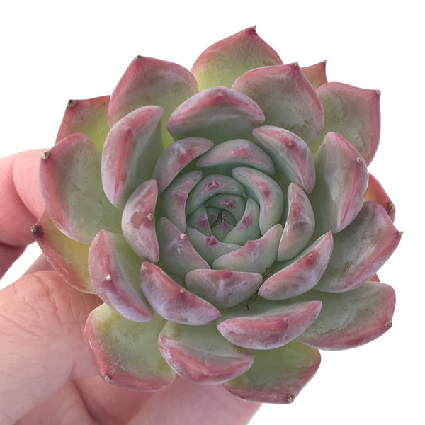 Echeveria 'Kerlean' 2" Succulent Plant