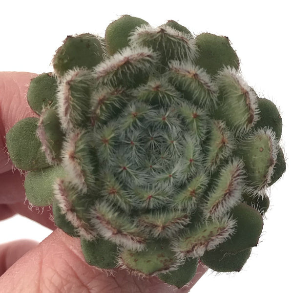 Echeveria 'Setosa' 1" Succulent Plant