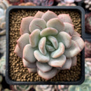 Echeveria 'Ice Cream' 3" Succulent Plant