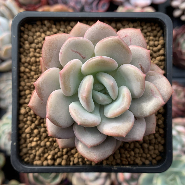 Echeveria 'Ice Cream' 3" Succulent Plant