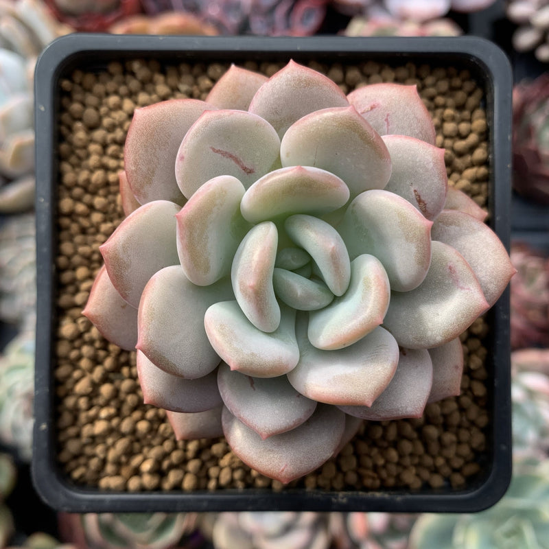 Echeveria 'Ice Cream' 3" Succulent Plant