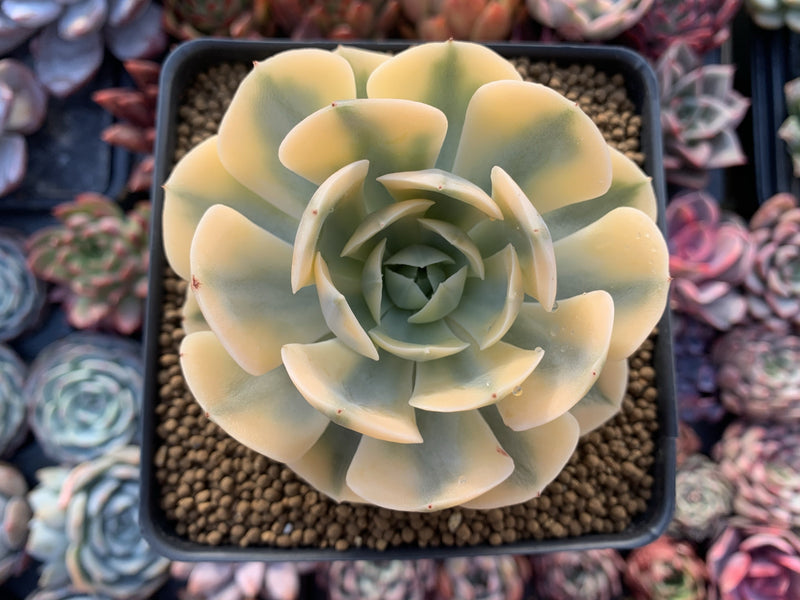 Echeveria Runyonii Variegated (Aka Echeveria 'Akaihosi' Variegated) 4" Succulent Plant