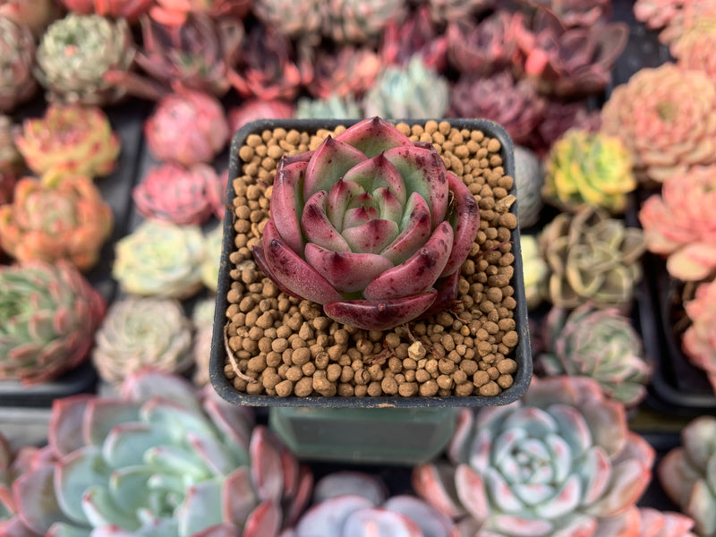 Echeveria Agavoides 'Chalstone' 1" Succulent Plant