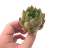 Echeveria Agavoides 'Bravo' 2"-3" Succulent Plant