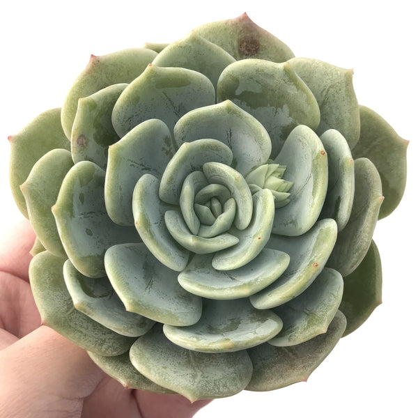 Echeveria 'Snow Shower' 5" Large Succulent Plant