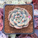 Echeveria 'Ariel' 2" Succulent Plant