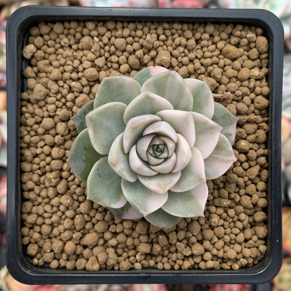 Echeveria 'Anna' Variegated 1" Succulent Plant