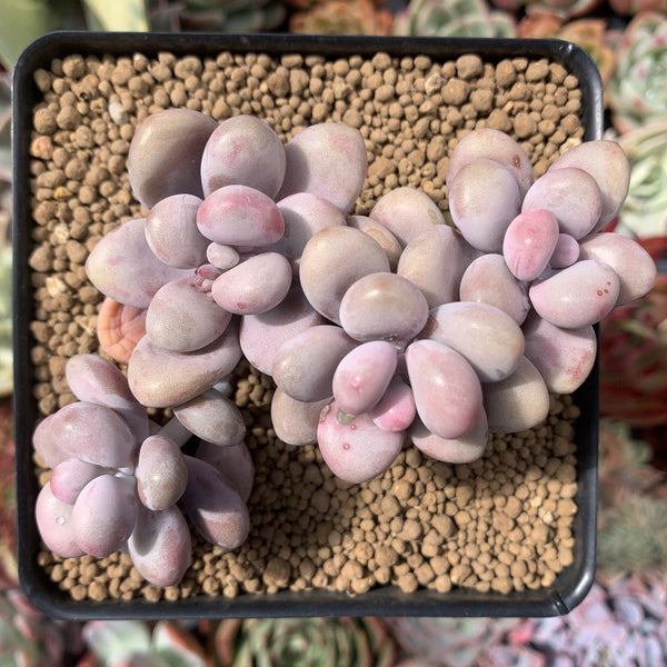 Graptopetalum 'Amethystinum' 4" Cluster Succulent Plant