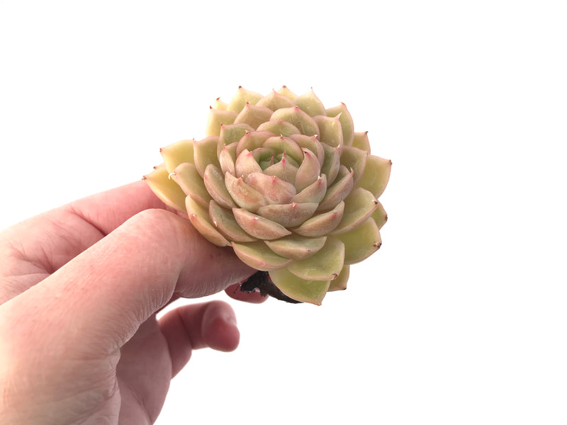 Echeveria 'Onslow' 2" Succulent Plant