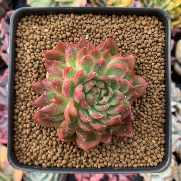 Echeveria Agavoides 'Angela Star' Cluster 3" Succulent Plant