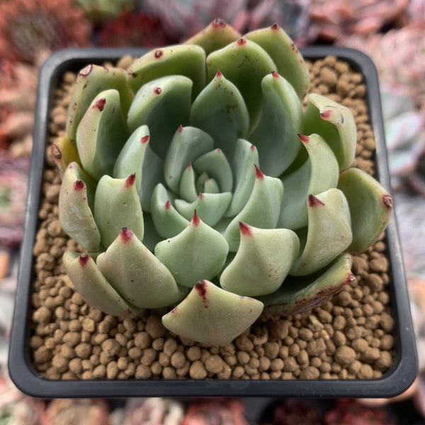 Echeveria Agavoides 'Strictiflora' Hybrid 3" Succulent Plant