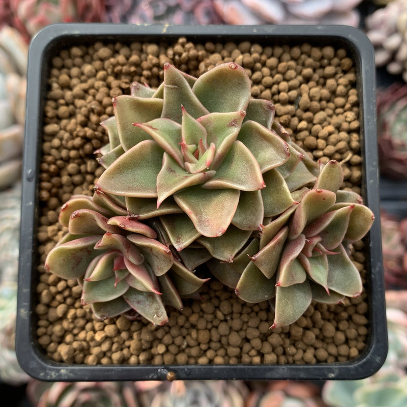 Echeveria Agavoides 'Rubicella' 1" Cluster Succulent Plant