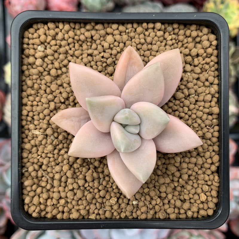 Graptopetalum 'Paraguayensis Awayuki' 1" Succulent Plant